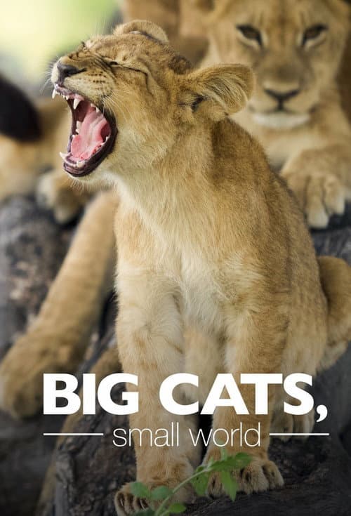 Big Cats, Small World Season 1 poster