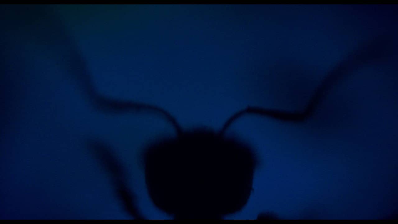 Antface backdrop