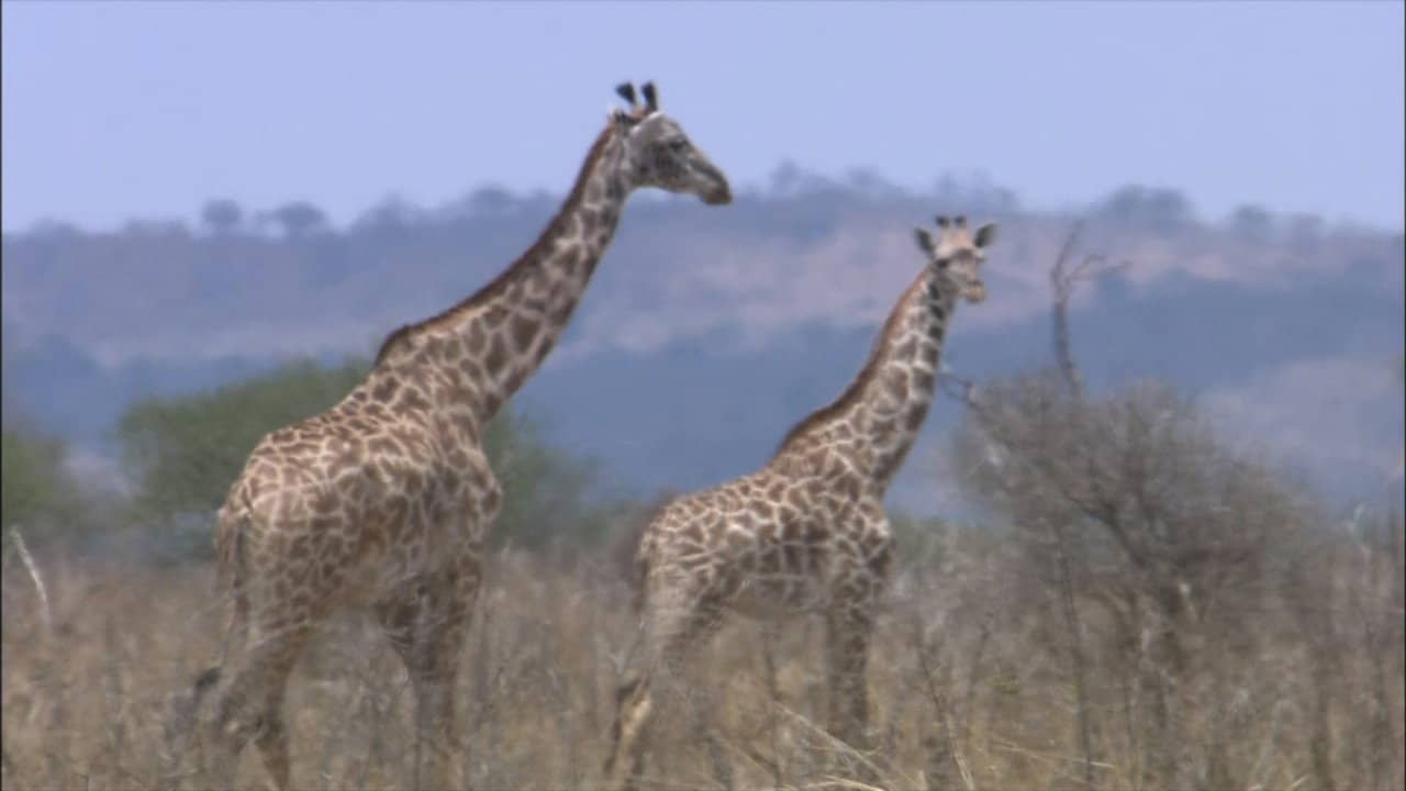 The World Natural Heritage Africa backdrop