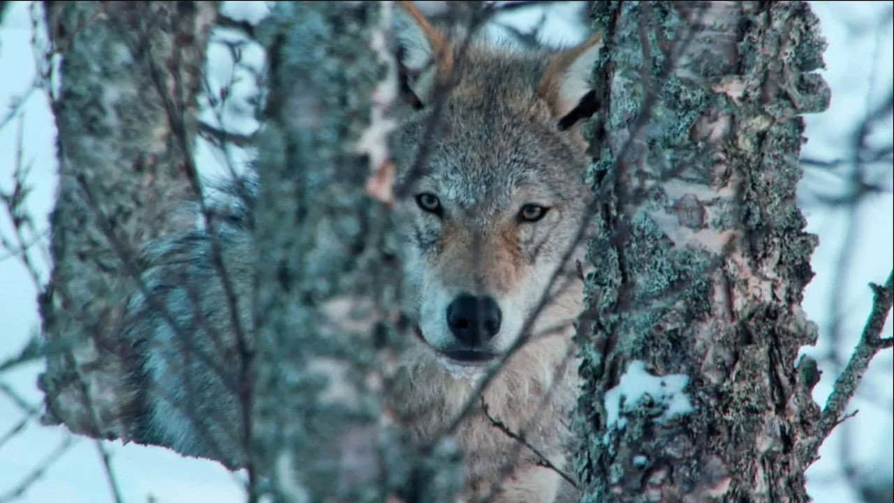 Europe's Last Wilderness backdrop