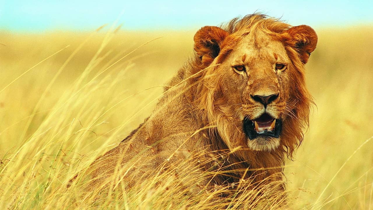 Walking with Lions backdrop