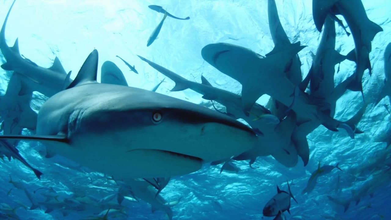 Diving with Sharks: The Ultimate Guide backdrop