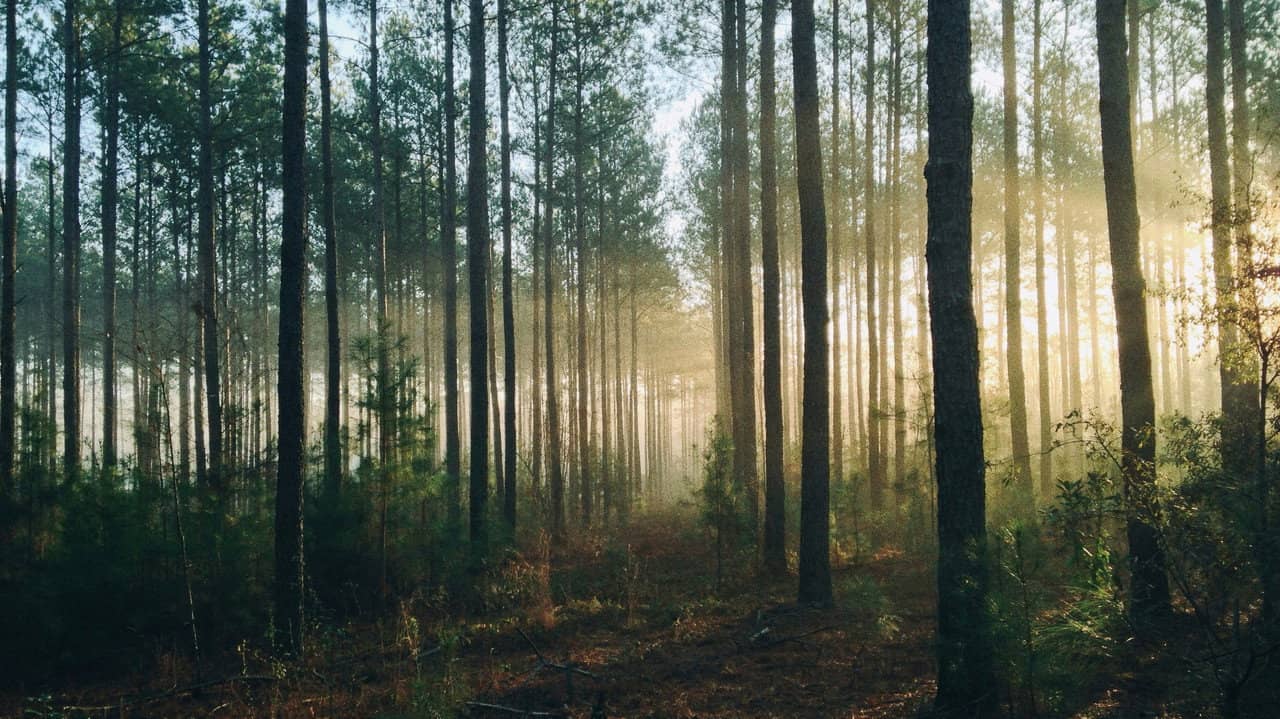 Into The Woods (AUS Productions) backdrop