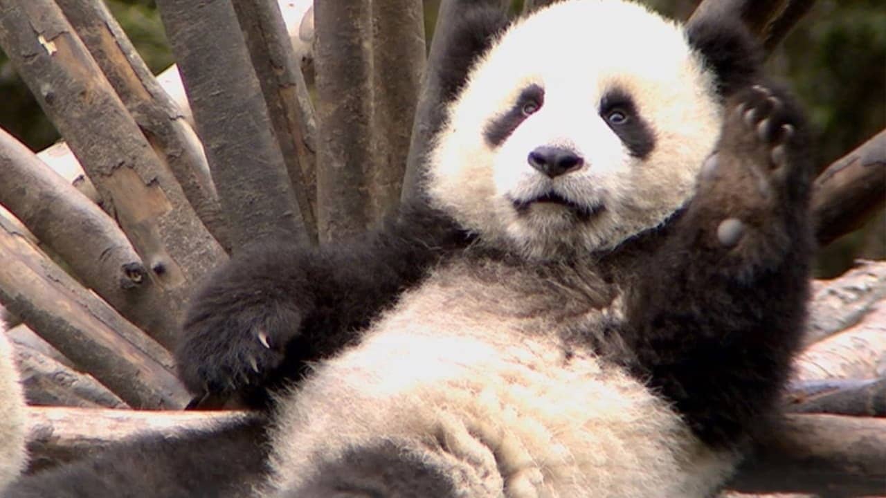 The Land Of Abundance The Legend Of Pandas backdrop