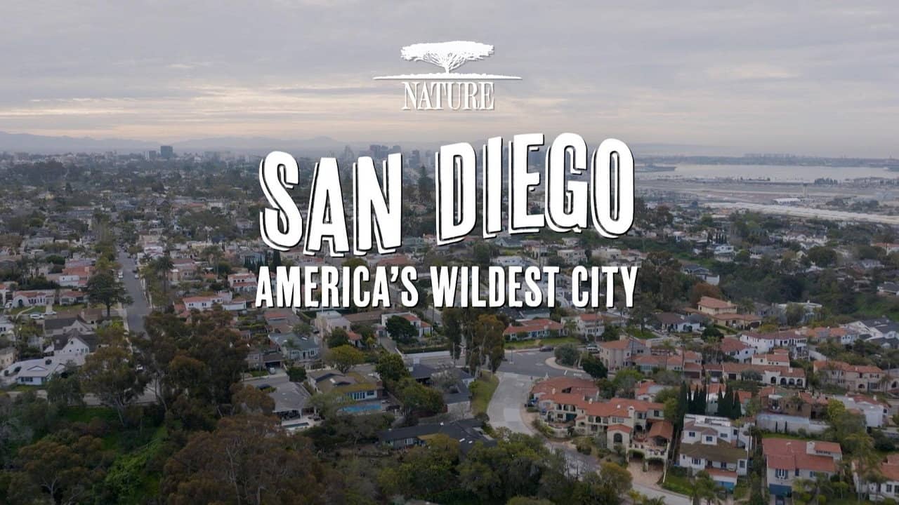 San Diego: America's Wildest City backdrop