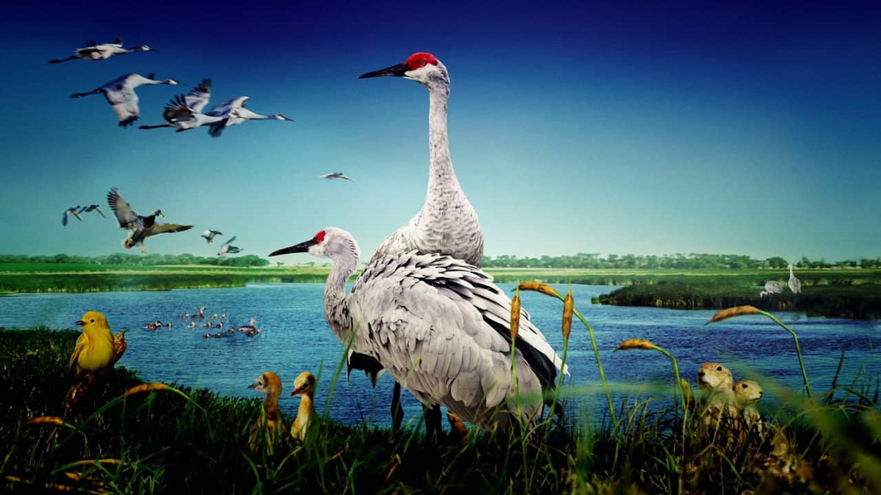 Wings Over Water backdrop