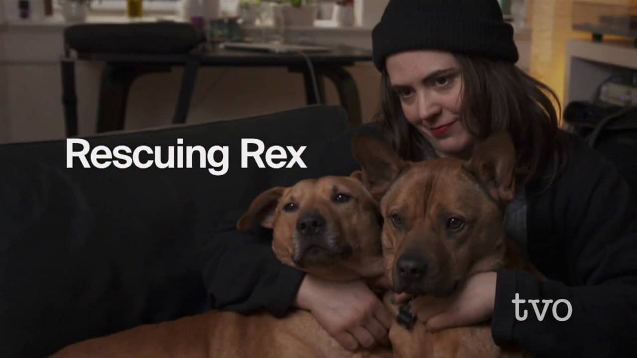 Rescuing Rex backdrop