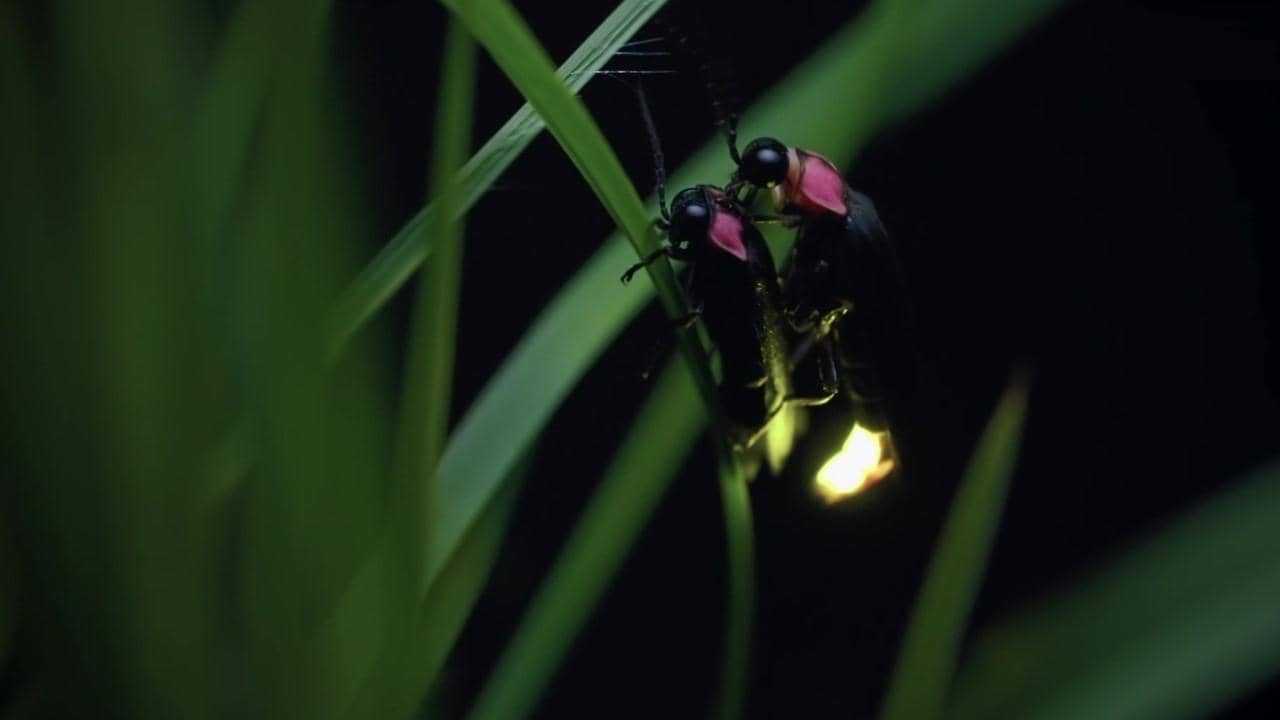 Japon, un nouveau monde sauvage backdrop