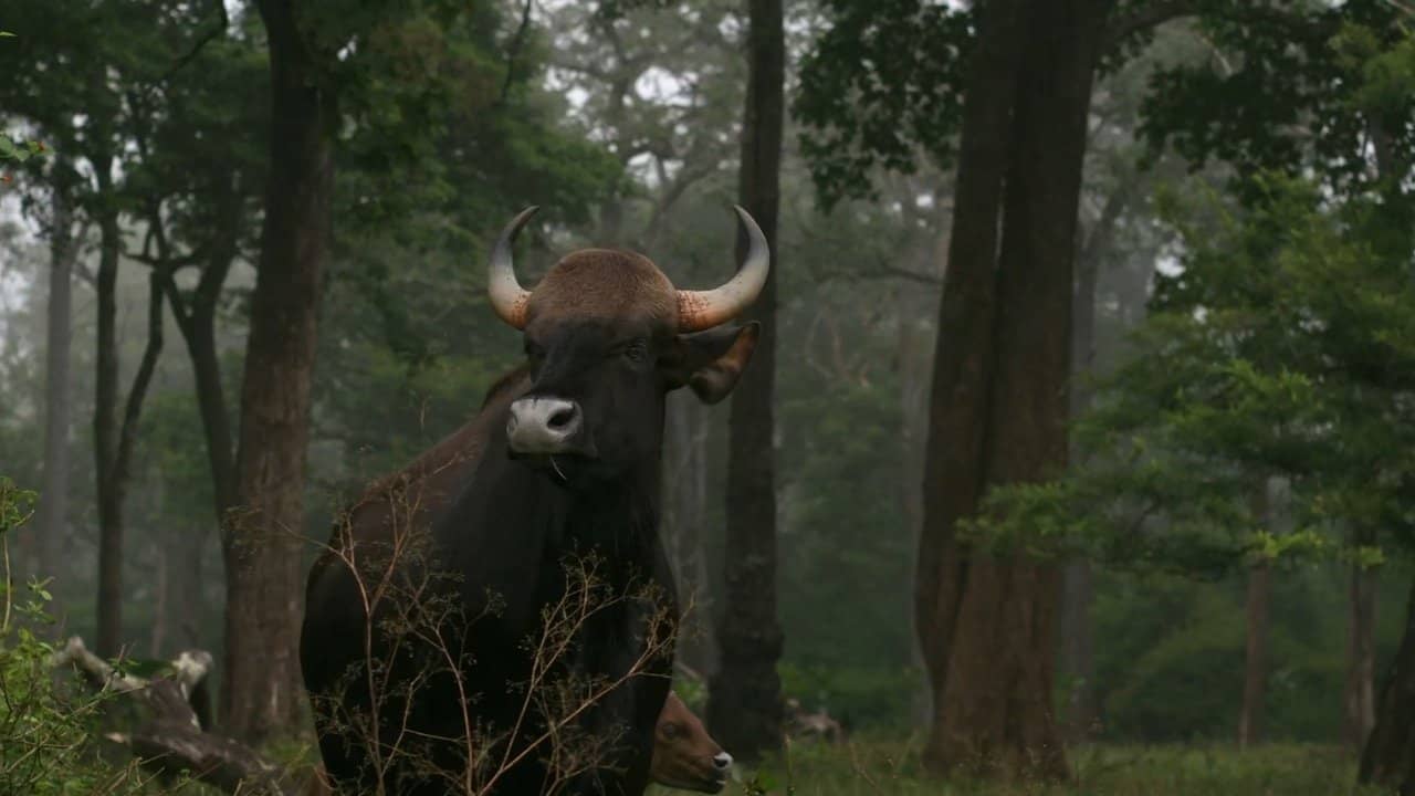 Wild Karnataka backdrop