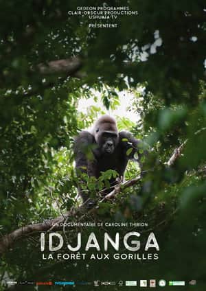 Idjanga, la forêt aux gorilles