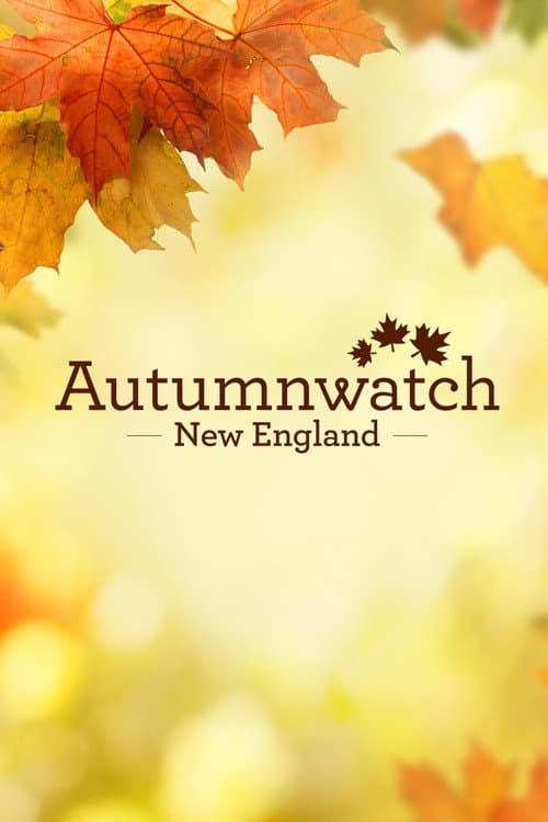 Autumnwatch New England Miniseries poster