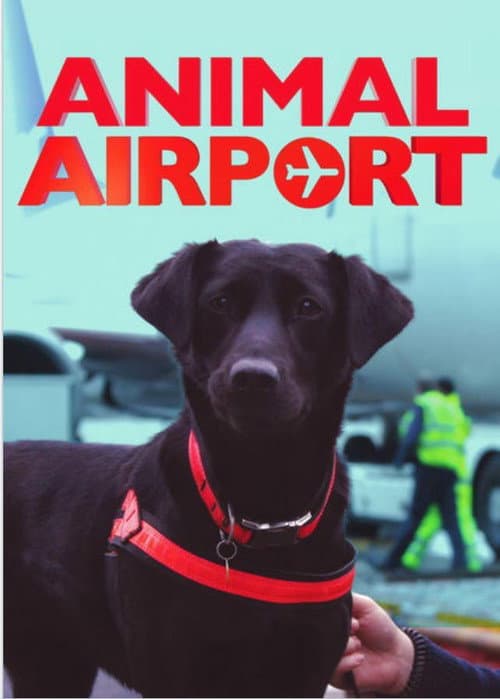 Animal Airport Season 2 poster