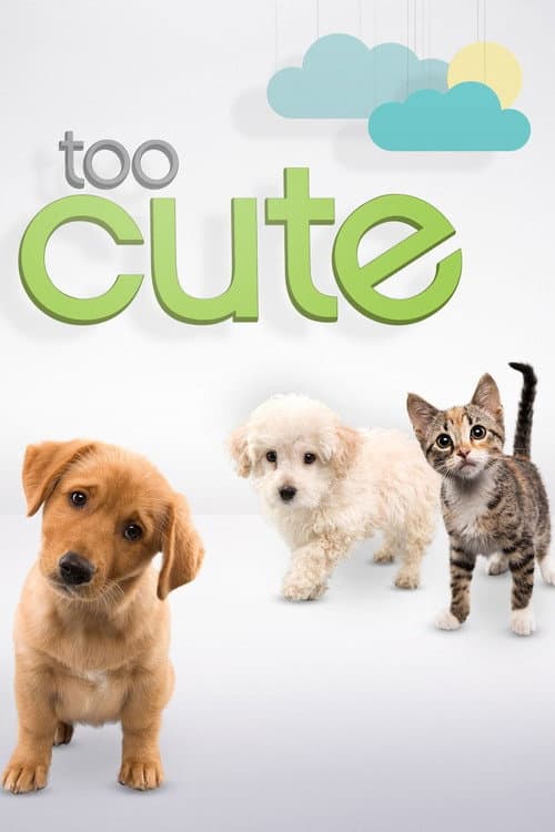 Too Cute Season 6 poster