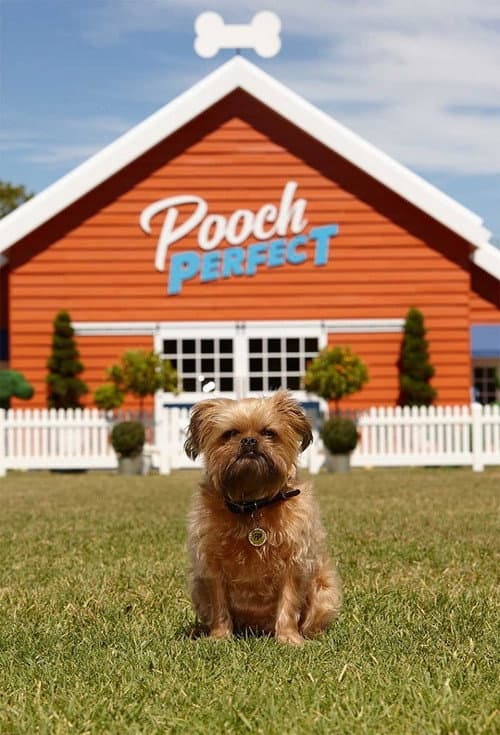 Pooch Perfect Season 1 poster