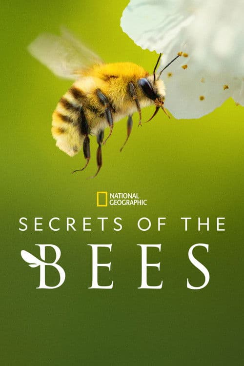 Secrets of the Bees Miniseries poster